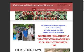 Blackberries of Houston